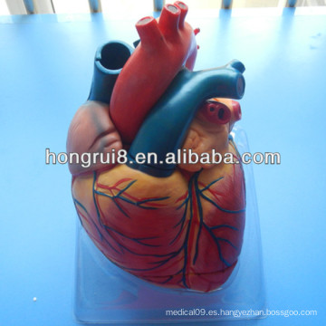 Modelo de corazón Jumbo ISO Deluxe, modelo de corazón humano anatómico